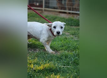 **RESERVIERT** Egres-PP, kleine Westie-Lady wünscht sich schönes Zuhause