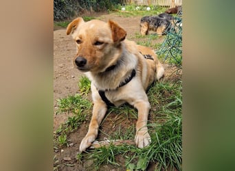 Charmanter ZACK kann auf Pflegestelle 87754 Kammlach besucht werden