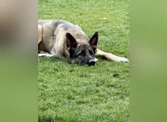 1 Schweitzer Deutscher Schäferhund DDR Linie sucht seinen Herzmenschen