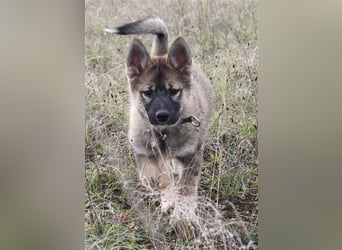 Eurasier - A. Malamute Nord-Hybrid Welpen suchen ein liebevolles Zuhause