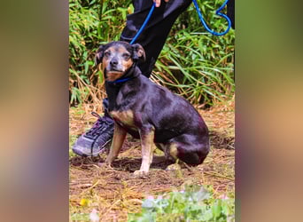 Fiona, Mix Pinscher / Chihuahua, lieb und verträglich