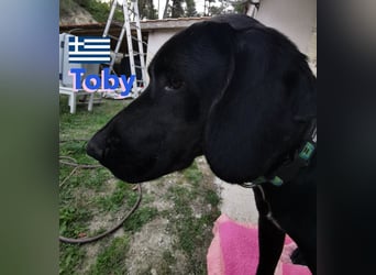 !!NOTFALL!! Tommy u. Toby, geb.03/23 - hübsche Pointer-Brüder suchen ihre Famlie