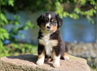 Mini American Shepherd (Showlinie) Mini Aussies