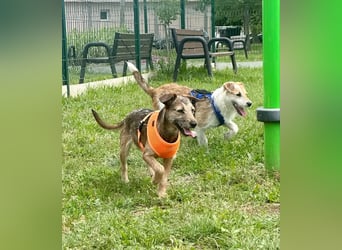 Tango BR – Fröhliches Hundemädchen auf dem Weg ins Glück