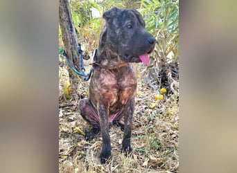 SID ❤️ verspielter Hundejunge mit großem Herz