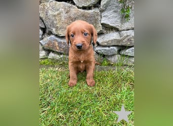 Labradoodle F1 Welpen in Red Apricot