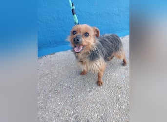 Tara, sucht mit ihrem Freund Tobby ein Zuhause