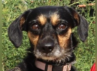 Tuxa, Mix Pinscher / Podengo, lieb und verträglich