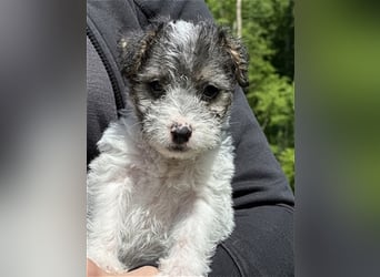 Wunderschöne Parson Jack-Russell Terrier aus liebev. Familienaufzucht su. dringend noch ein neues Zu