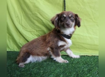 Alena, Dackel/ Chihuahua Mix, geb. 2024, sensible Junghündin sucht Zuhause