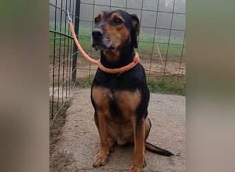 Jasco ❤️ neugierig, lebhaft & verspielt