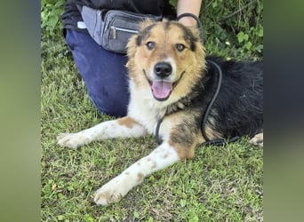Charlie ein familiengeeigneter Hund