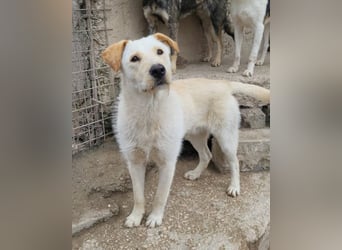 Raffi ❤️ aufgeschlossen, aktiv, treu!