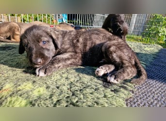 Irish Wolfhound Welpen