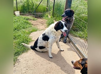 Mila, bereits auf PS in DE, sucht Traumzuhause!