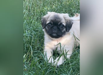 Mops Welpen  ( Altdeutsche )