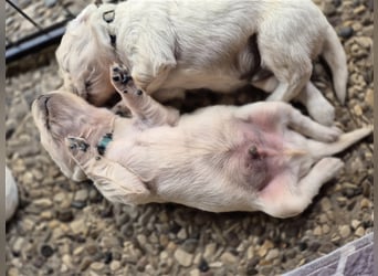 Kleine Golden Retriever Rüden suchen ab Oktober ein neues Zuhause