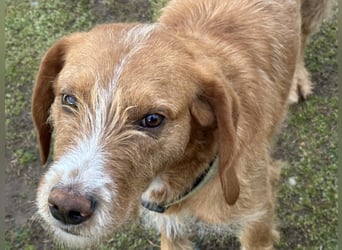 Andas – Der leise Hund mit dem großen Herzen