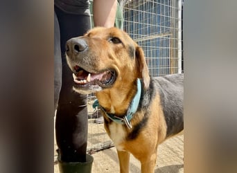 Junger Mischlingsrüde MARLEY (3 Jahre) sucht eine Familie