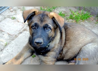 Dunkelgraue Schäferhunde aus Kör-u.Leistungzucht