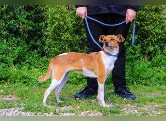 Holly, Mix Chihuahua / Beagle, lieb und verträglich