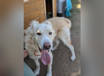 Falcon - junger beeindruckender feiner Hundemann