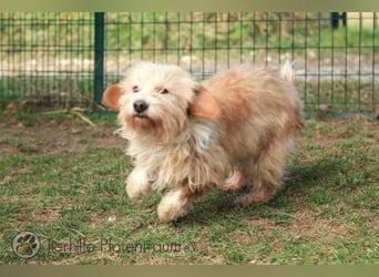 Goldy, goldiges Hundemädchen sucht ein Zuhause