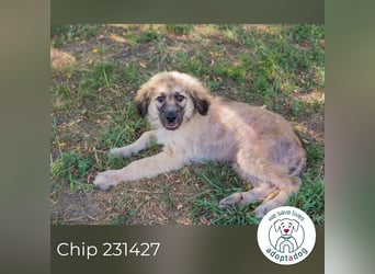 Chip 231427: Hundekind sucht ein Zuhause