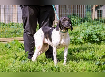Pepa  - Englischer Pointer, lieb und verträglich
