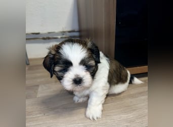 Malteser/Shih-Tzu