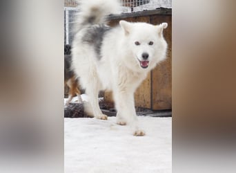 Mischling Samoede und russischer Layka sucht ein  Zuhause.