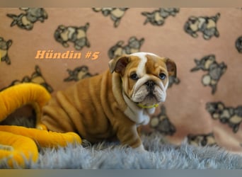 Wunderschöne & Freiatmende Englische Bulldogge Babys