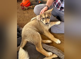 Pippa sucht wundervolles Zuhause!
