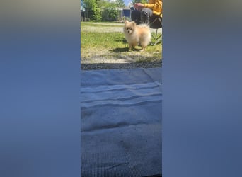 Pomeranian Spitz