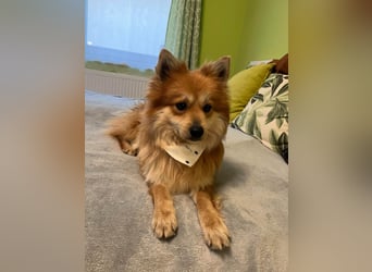 Tony SR - Ein treuer Begleiter sucht Zuhause