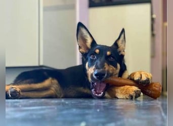 Yassi (Spanien) - wunderschöne Schäferhund-Mischlingshündin