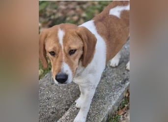 Fiete - freundlicher, sozialer Beagle Mix Rüde / Dringend Pflegestelle oder Zuhause gesucht