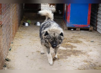 Paul: Besonderer Hund braucht ein Zuhause