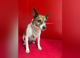 Trüffy, Foxterrier-Mix, Rüde, geb. am 26.09.2018, 30 cm, 9 kg