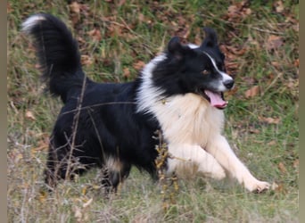Australian Shepherd Welpe (reinrassig)