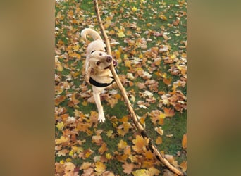 Julia - absoluter Traumhund