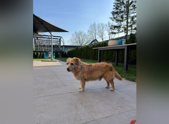 Bobby - in 15370 Fredersdorf