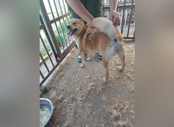 Nyomda PP – Sanfte Shiba Inu-Hündin auf der Suche nach Geduld und Fürsorge