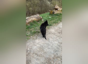 Altdeutscher Schäferhundwelpe