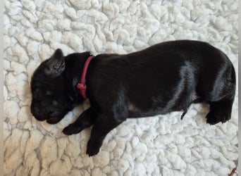 Schwarzer Flat Coated Retriever Rüdenwelpe