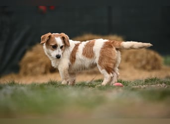 Tiffany, kleines Hundemädchen sucht eine Familie