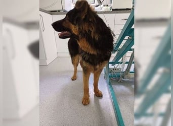 Kendra, menschenbezogene Hündin die gefallen möchte