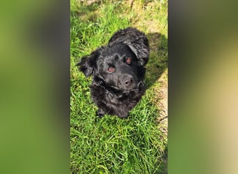 Liebevoller Mischlingsrüde Loki sucht sein Traum zuhause