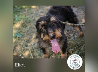 Eliot: Sucht ein Zuhause