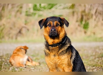 Rottweiler Schäferhund Mischling